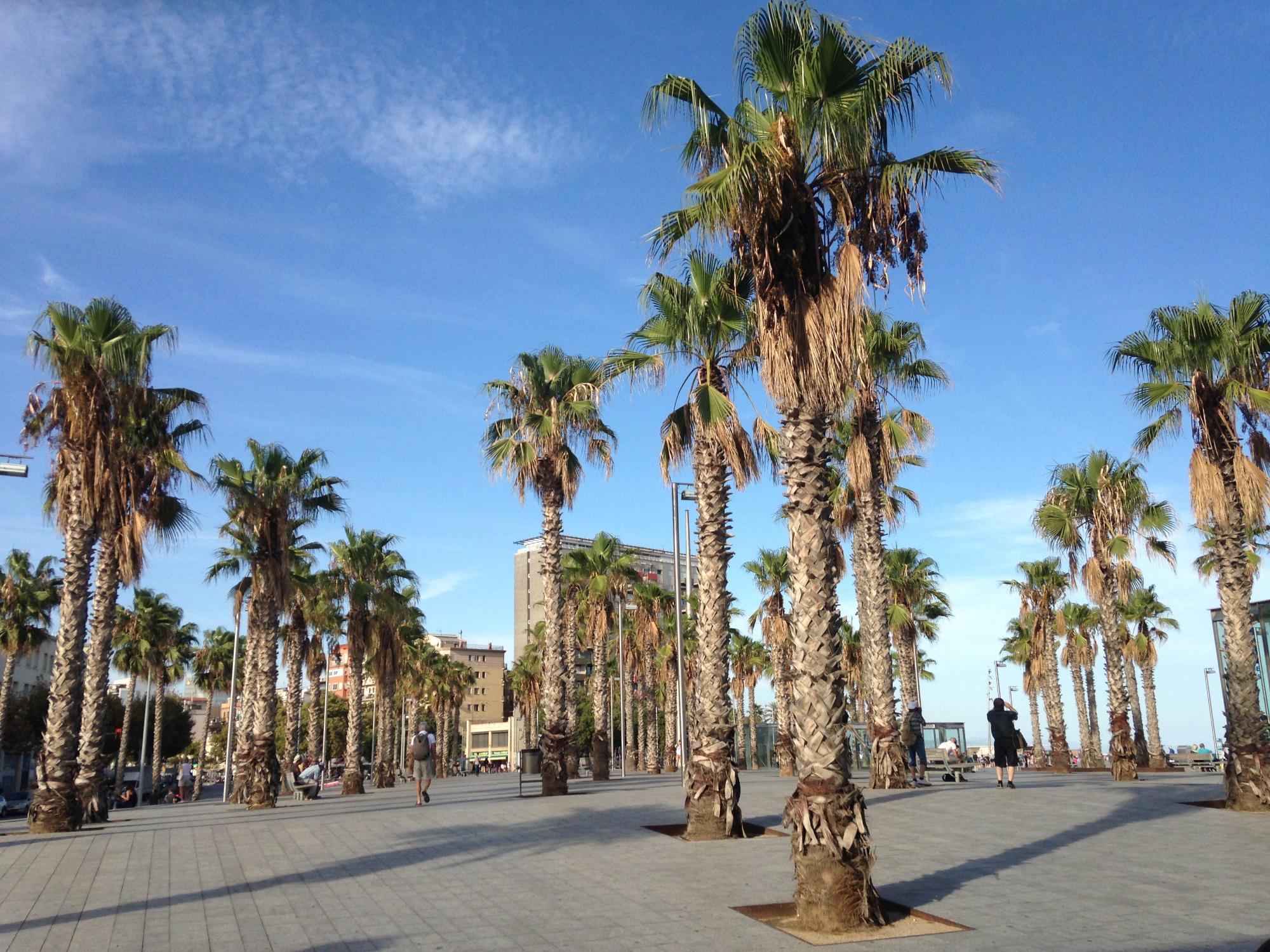 Buenas Migas Plaza del Mar