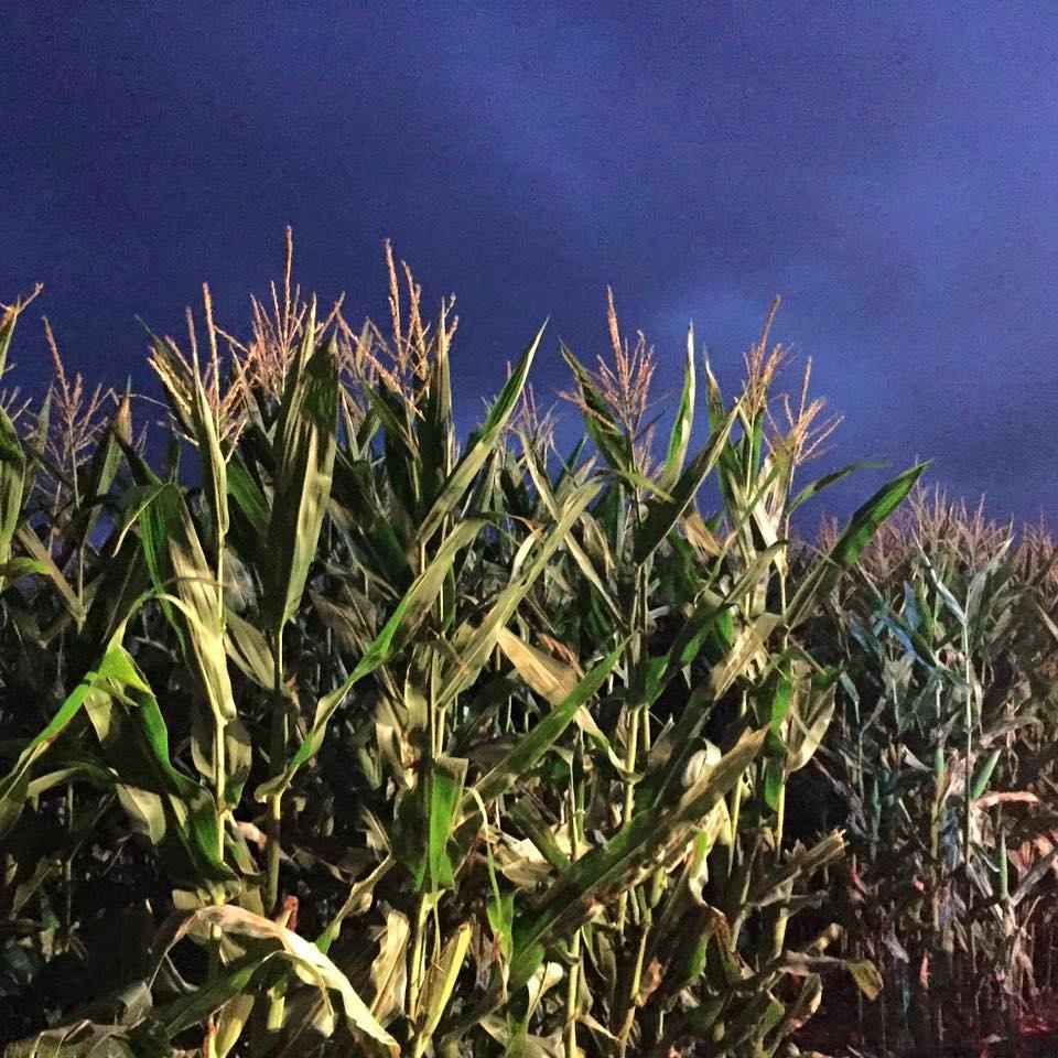 Heap's Giant Pumpkin Farm