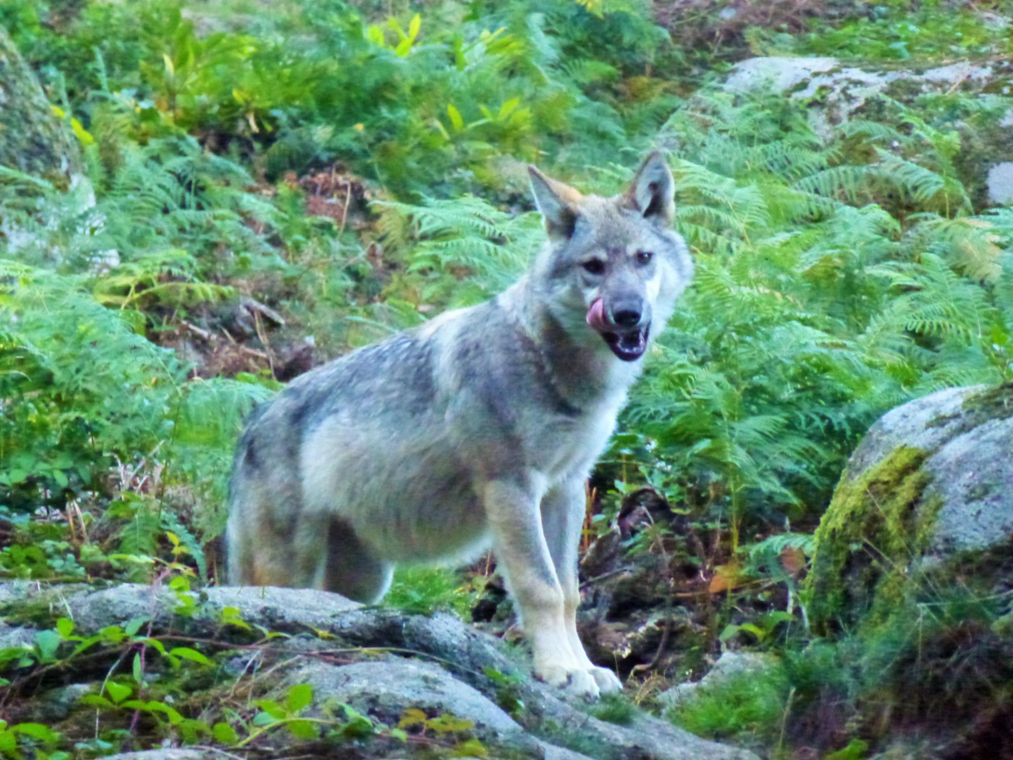 Loups de Chabrières