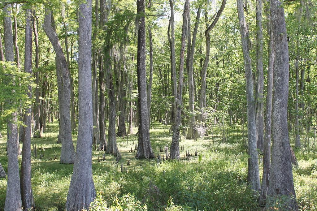 Photo by CajunCoastVCB