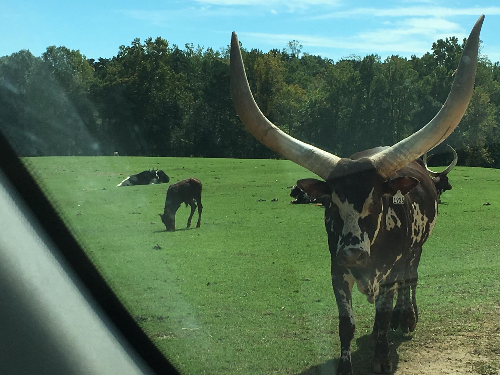 Lazy 5 Ranch
