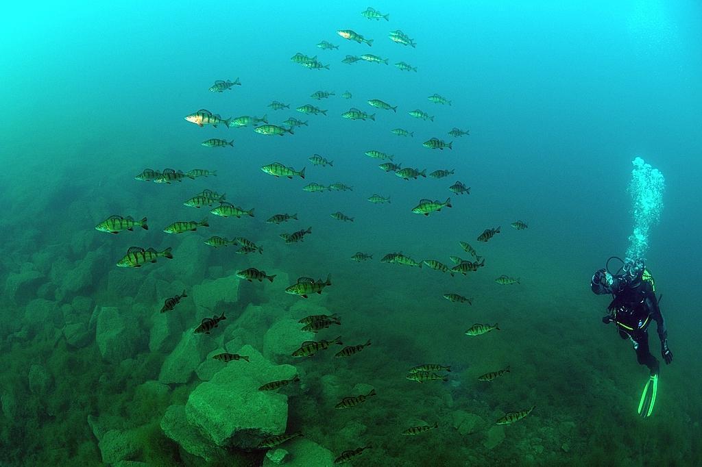 New Horizons Snorkel & Dive Centre