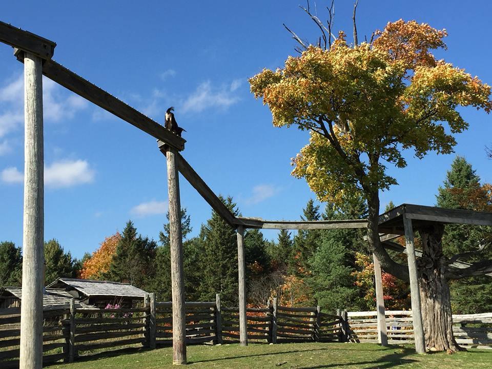 Mockingbird Hill Farm