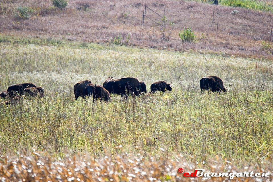 Nachusa Grasslands