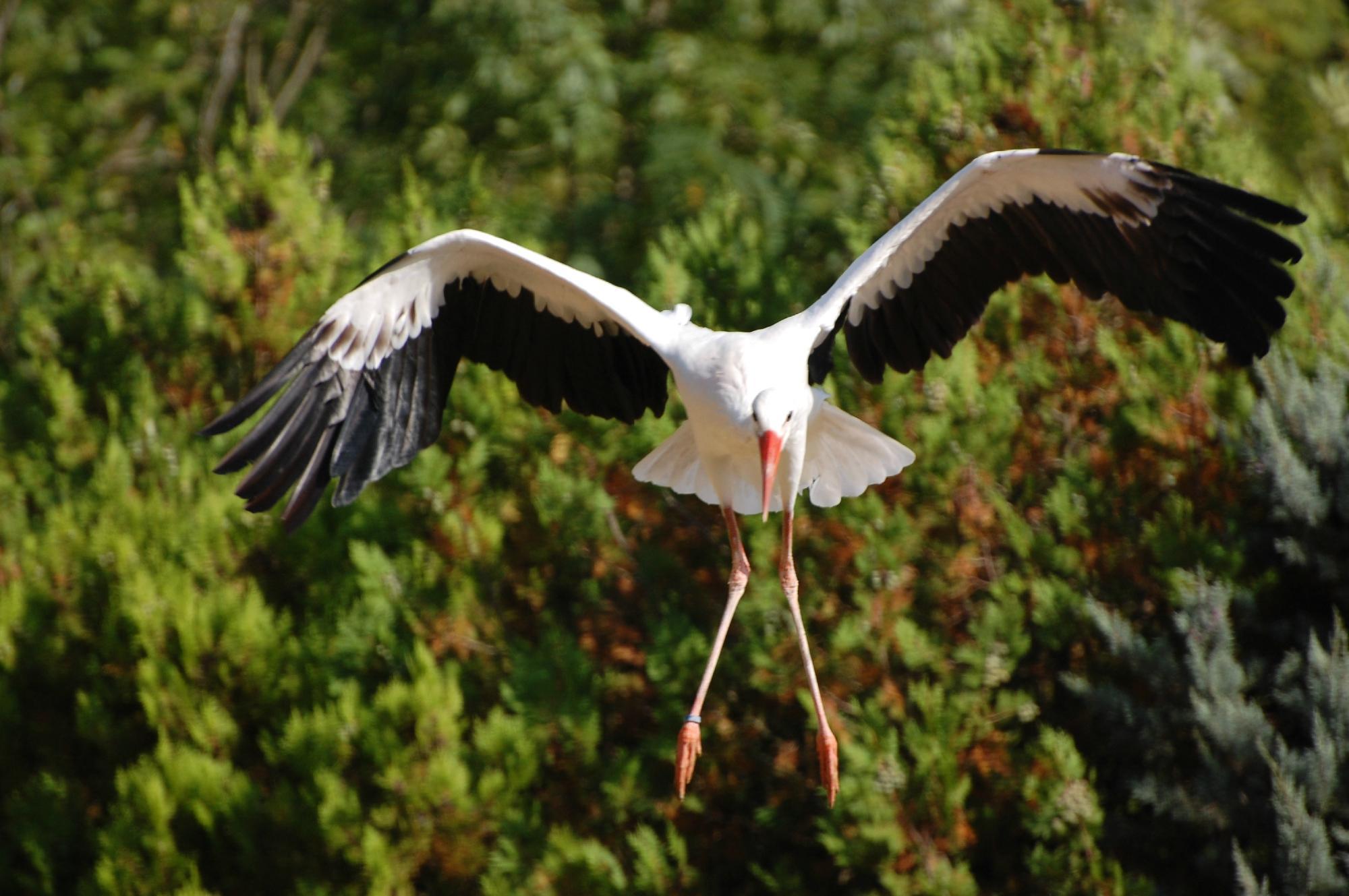 Zoo d'Upie Le Jardin Aux Oiseaux