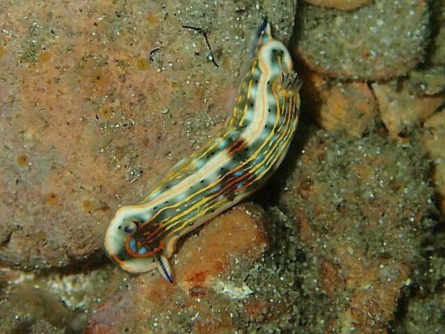 Finatix Scuba Diving