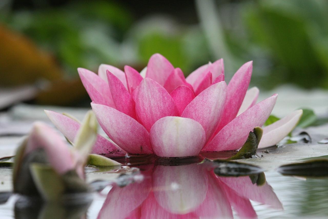 Muehum Thaise massage salon