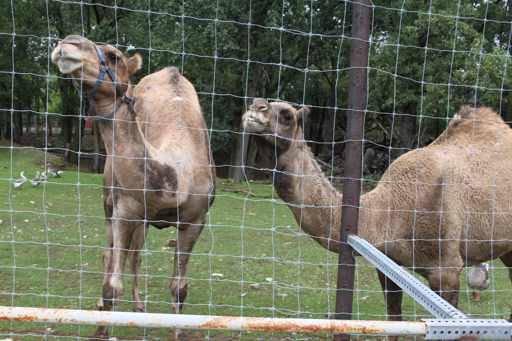 Glacier Ridge Animal Farm