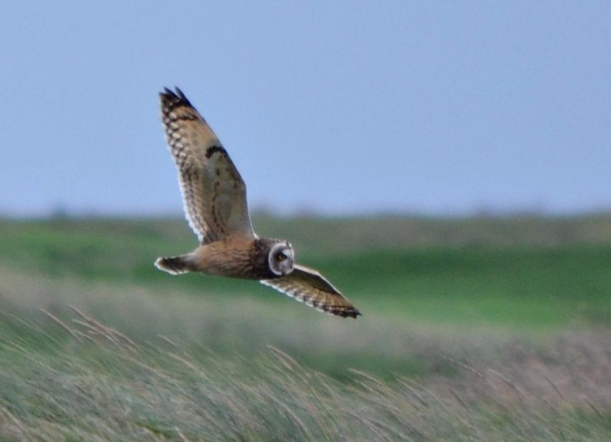 Sandwich Bay Bird Observatory