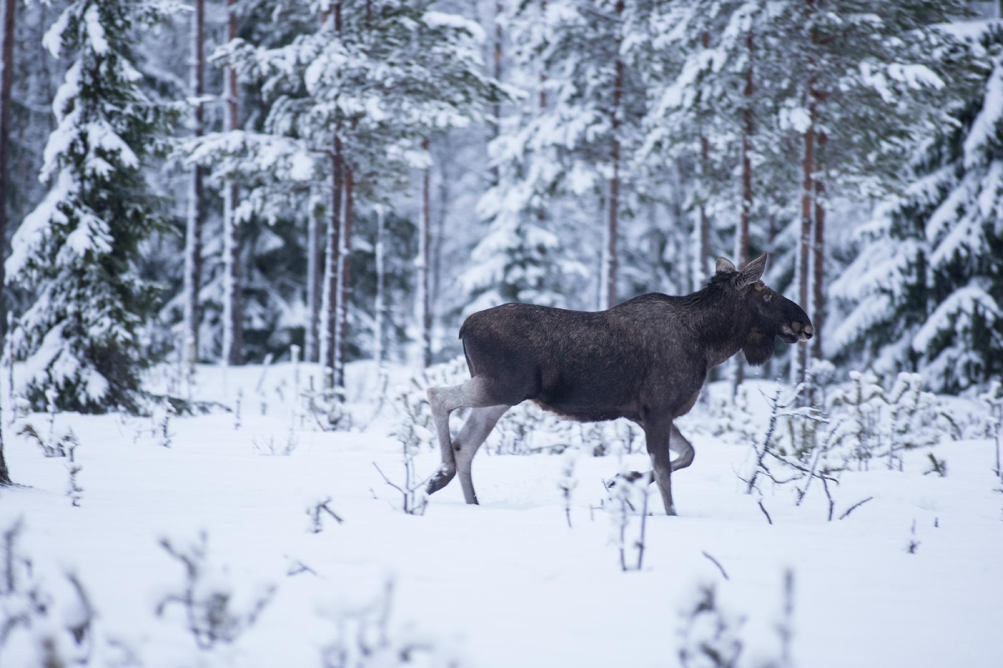 Norwegian Expedition AS