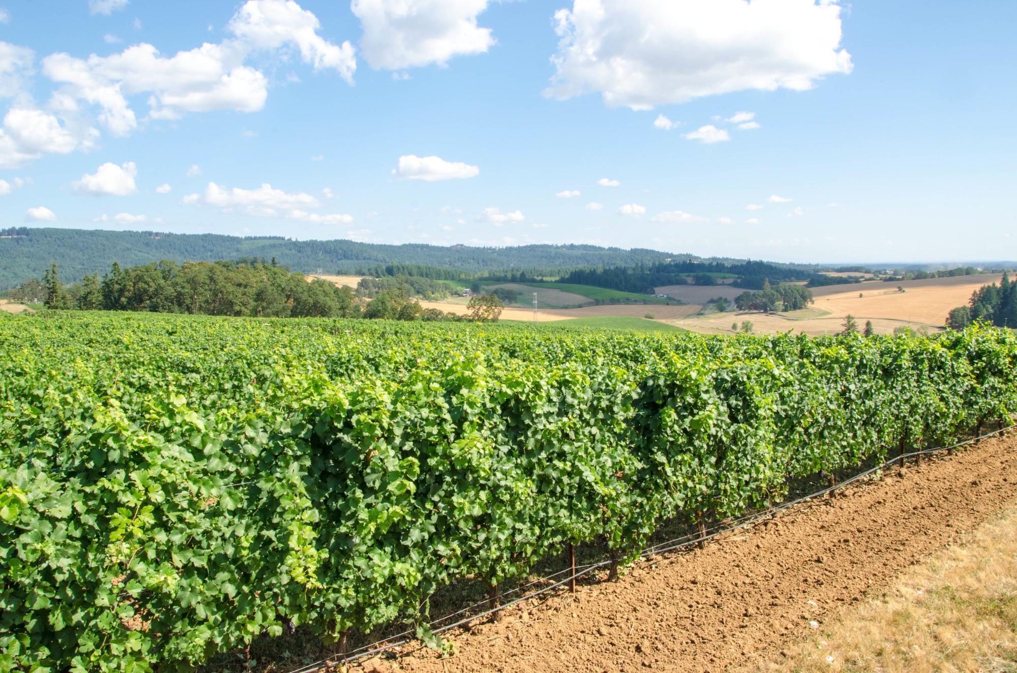 Angela Estate Winery