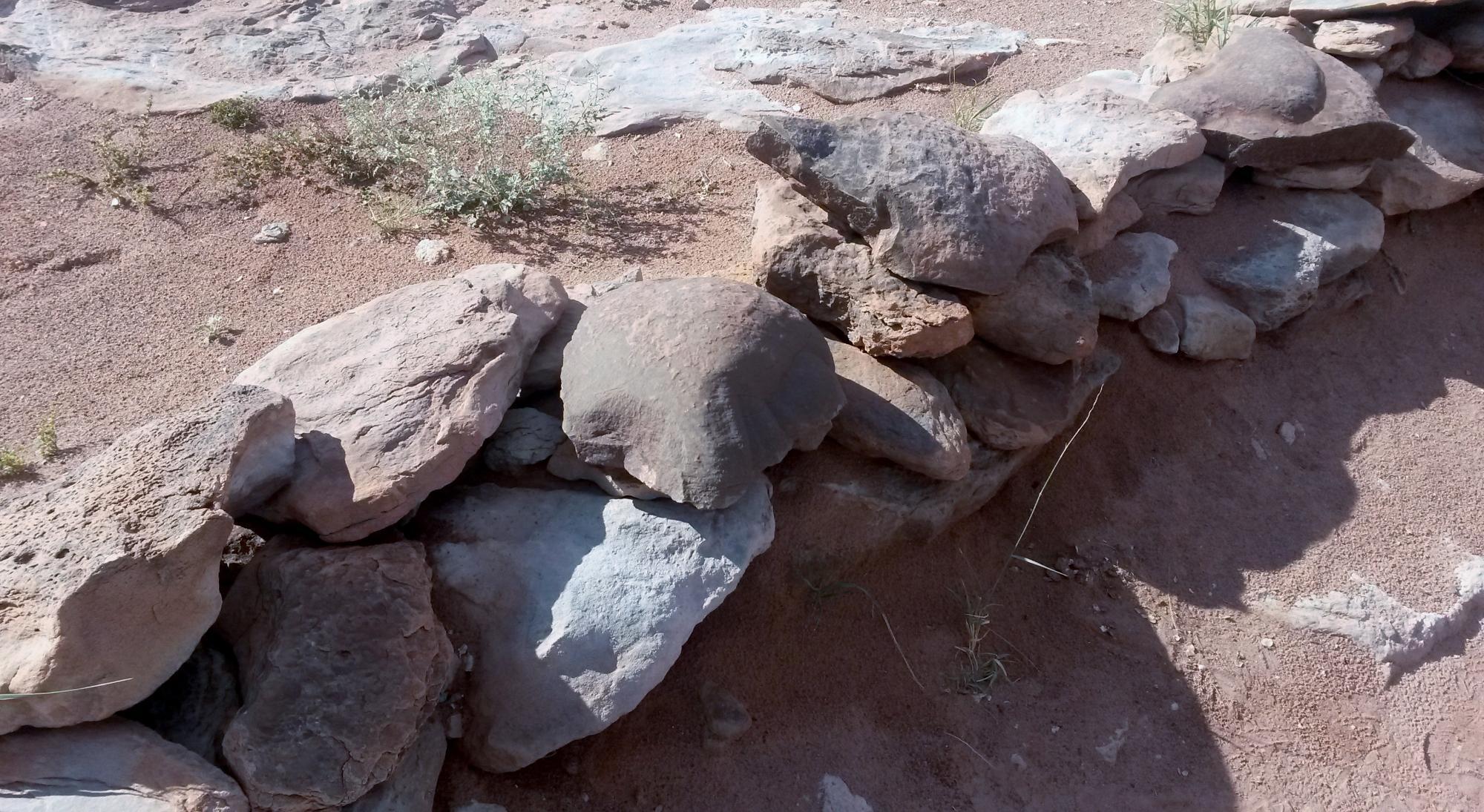 Photo by Shawni_and_Buck