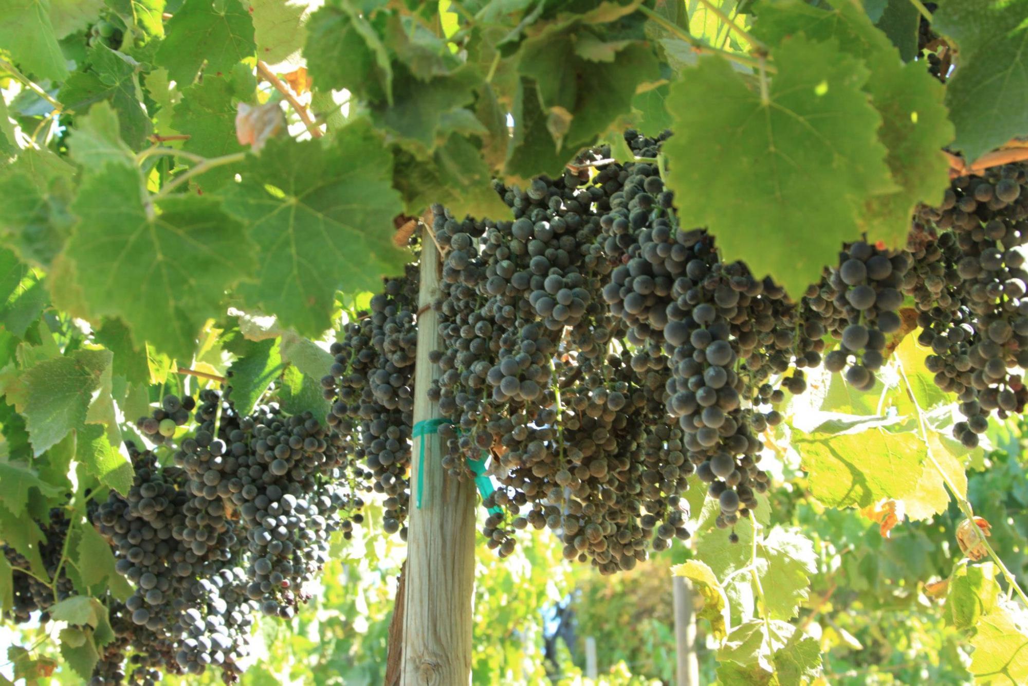 Principe di Tricase Winery