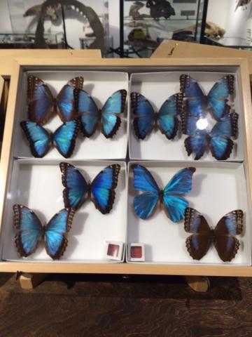 Georgia Museum of Natural History