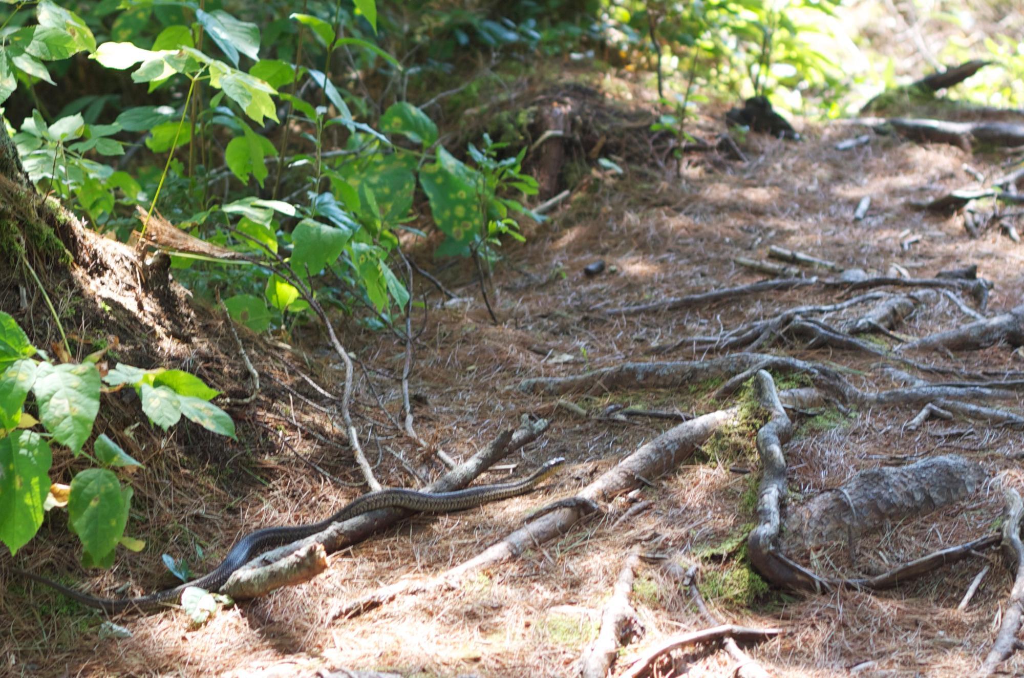 Bluff Wilderness Hiking Trails