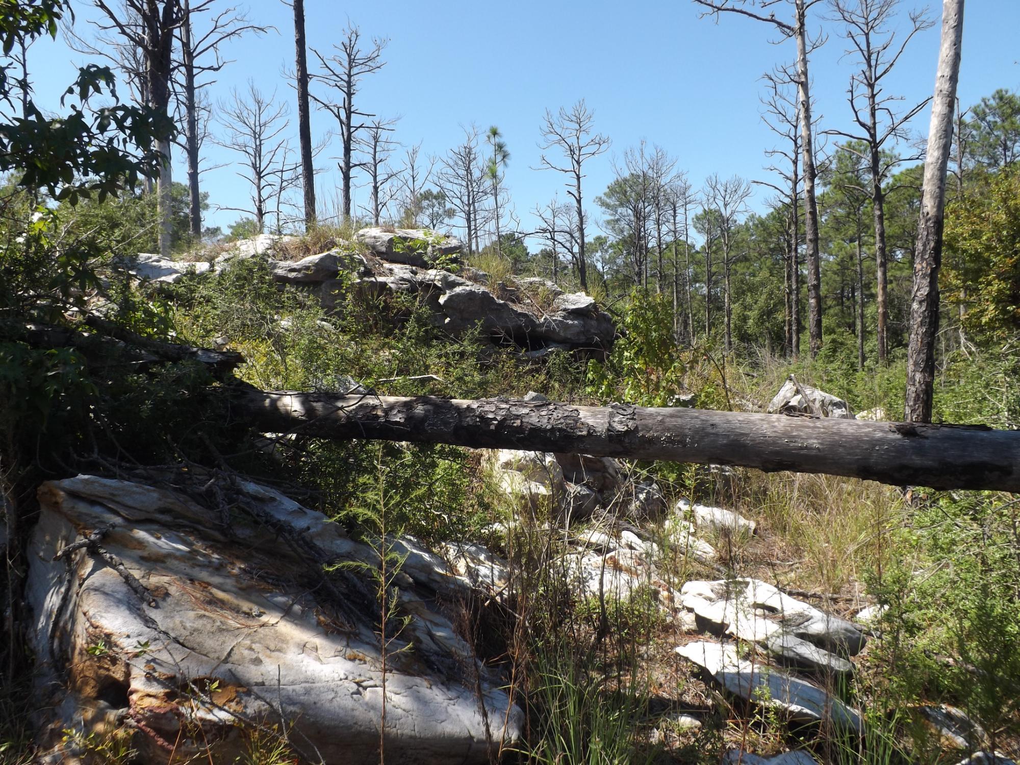 Kisatchie National Forest