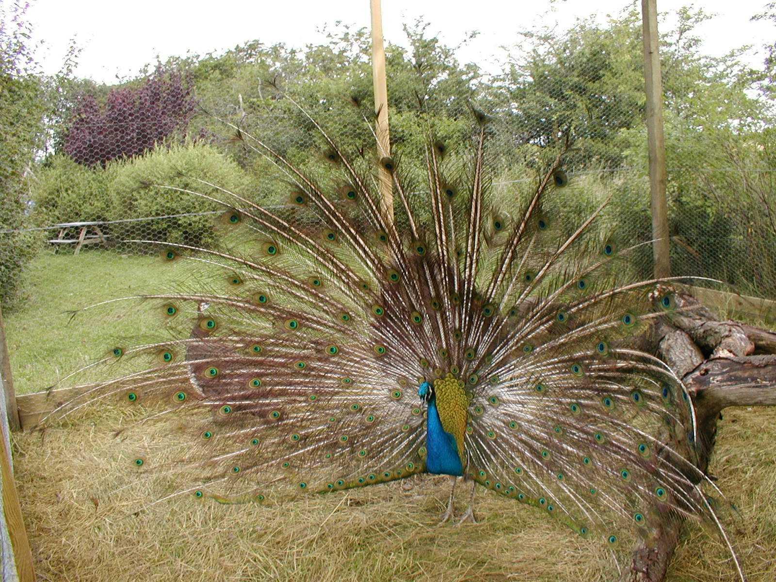 Villeboel Hobby og Have