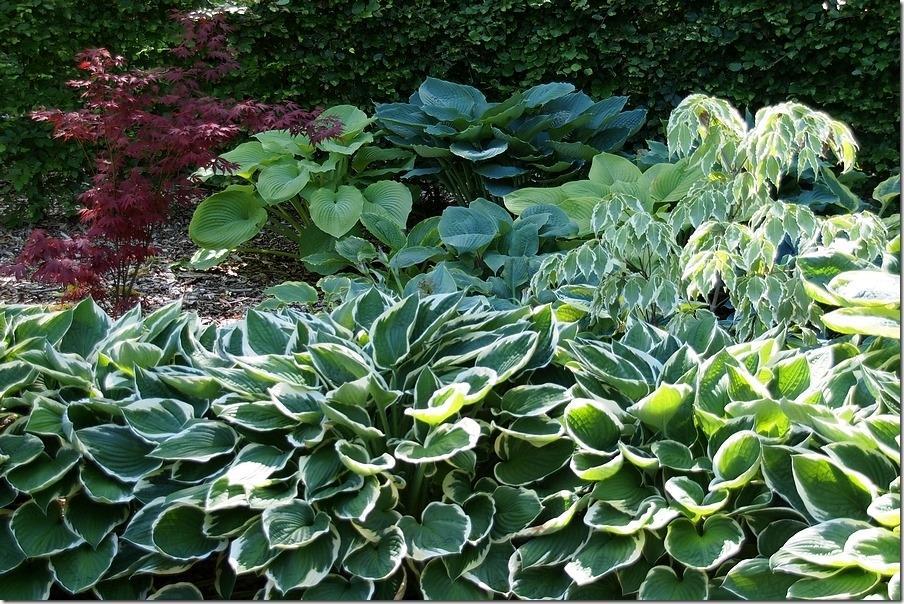 Enemaerkets Hostahave