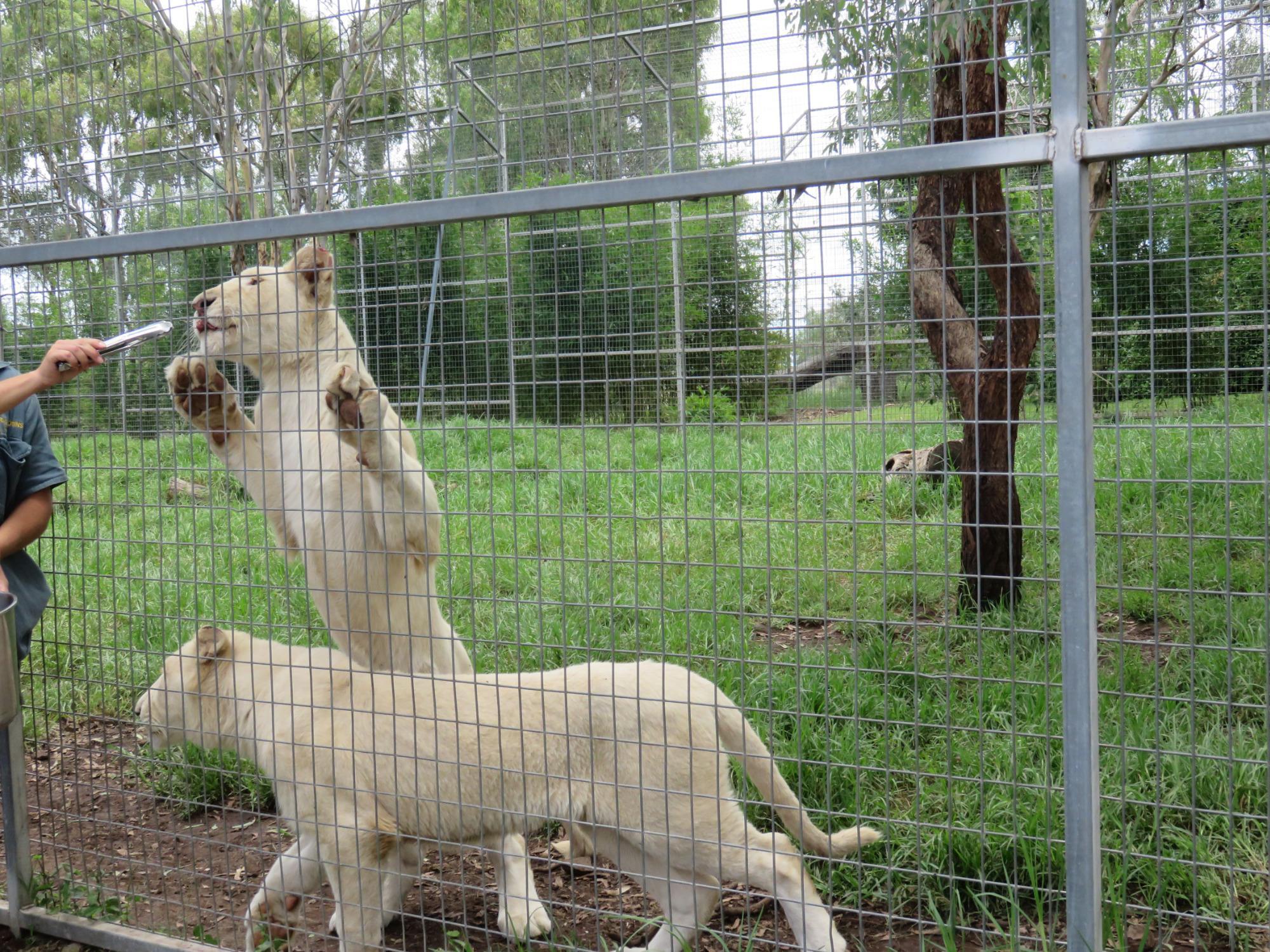 Darling Downs Zoo