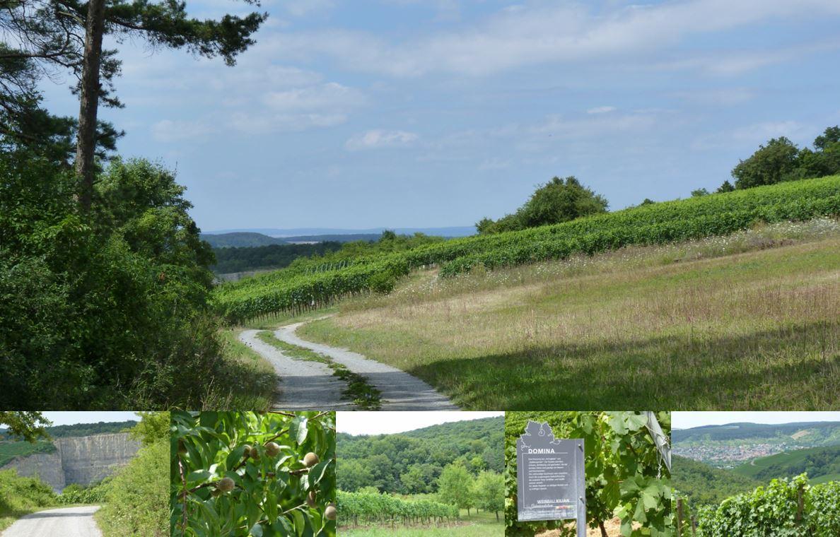 Wine Hiking-Würzburg