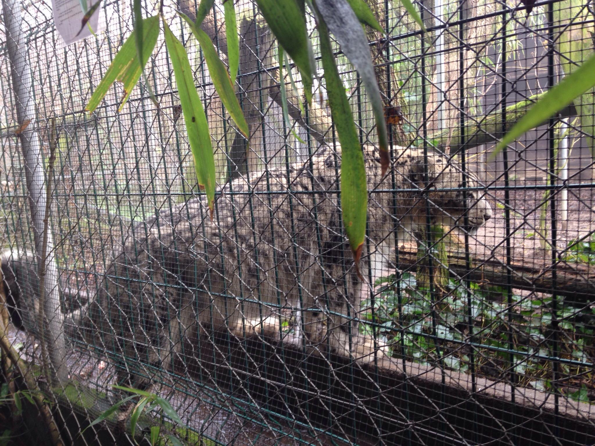 Bioparc Genève Pierre Challandes