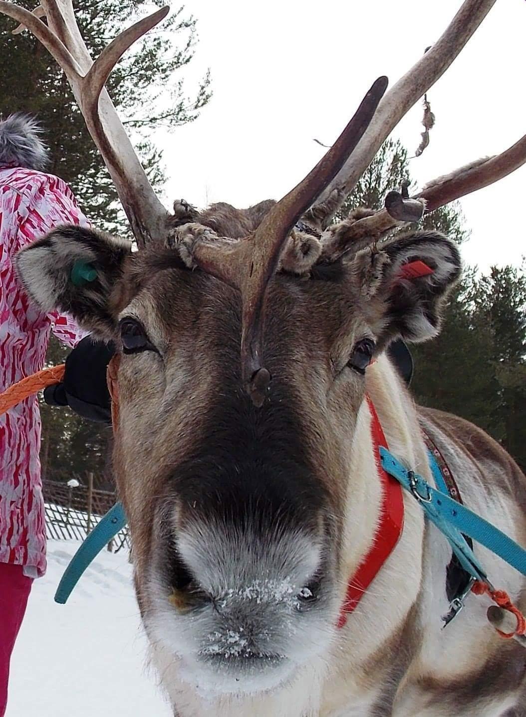 Jaakkola Reindeer Farm