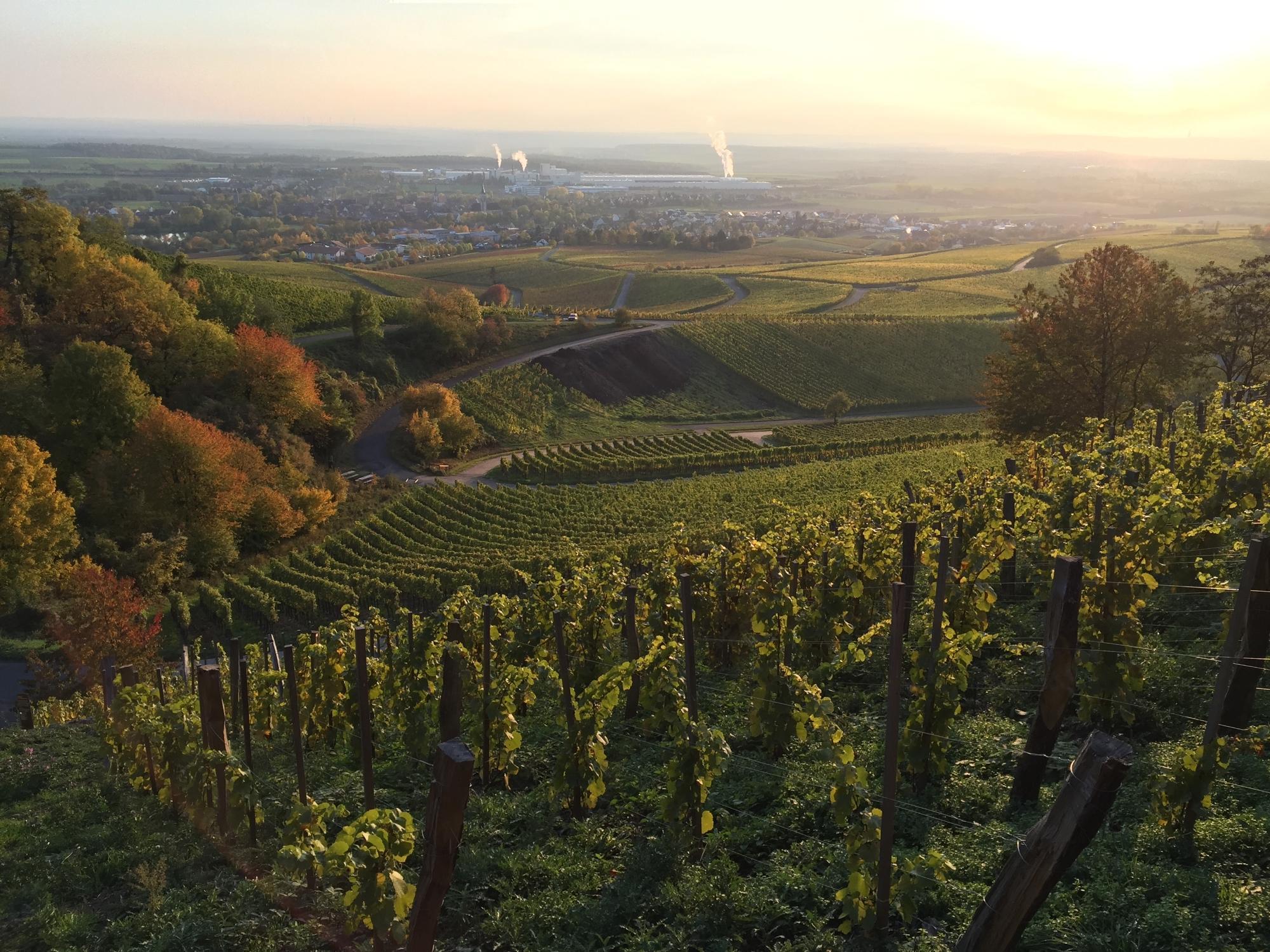 Ferienwohnung Weingut Ilmbacher Hof