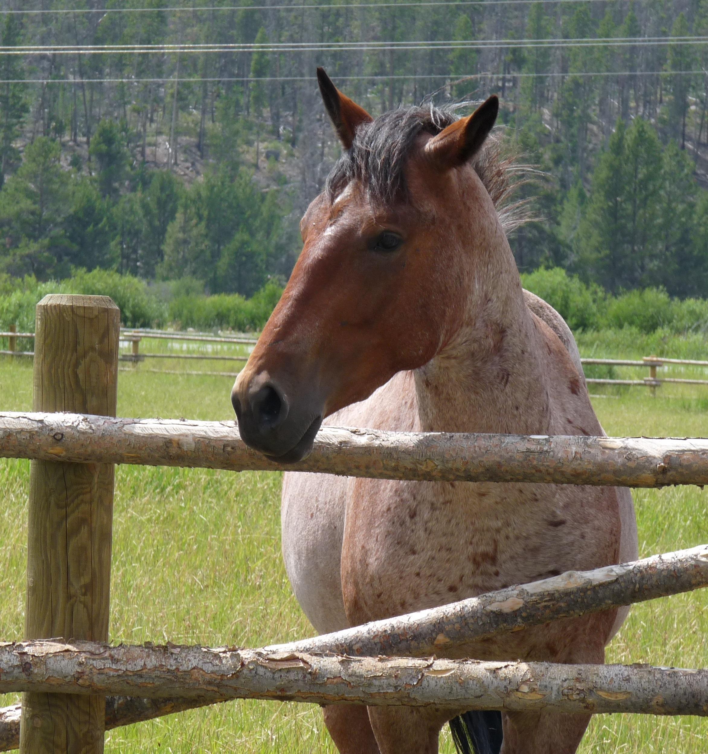 Pioneer Mountain Outfitters