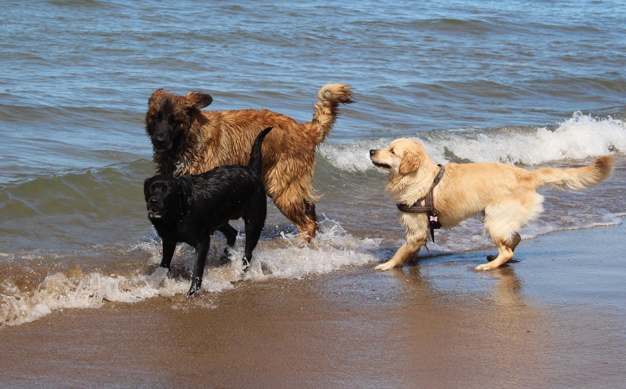 Dog Beach San Vincenzo