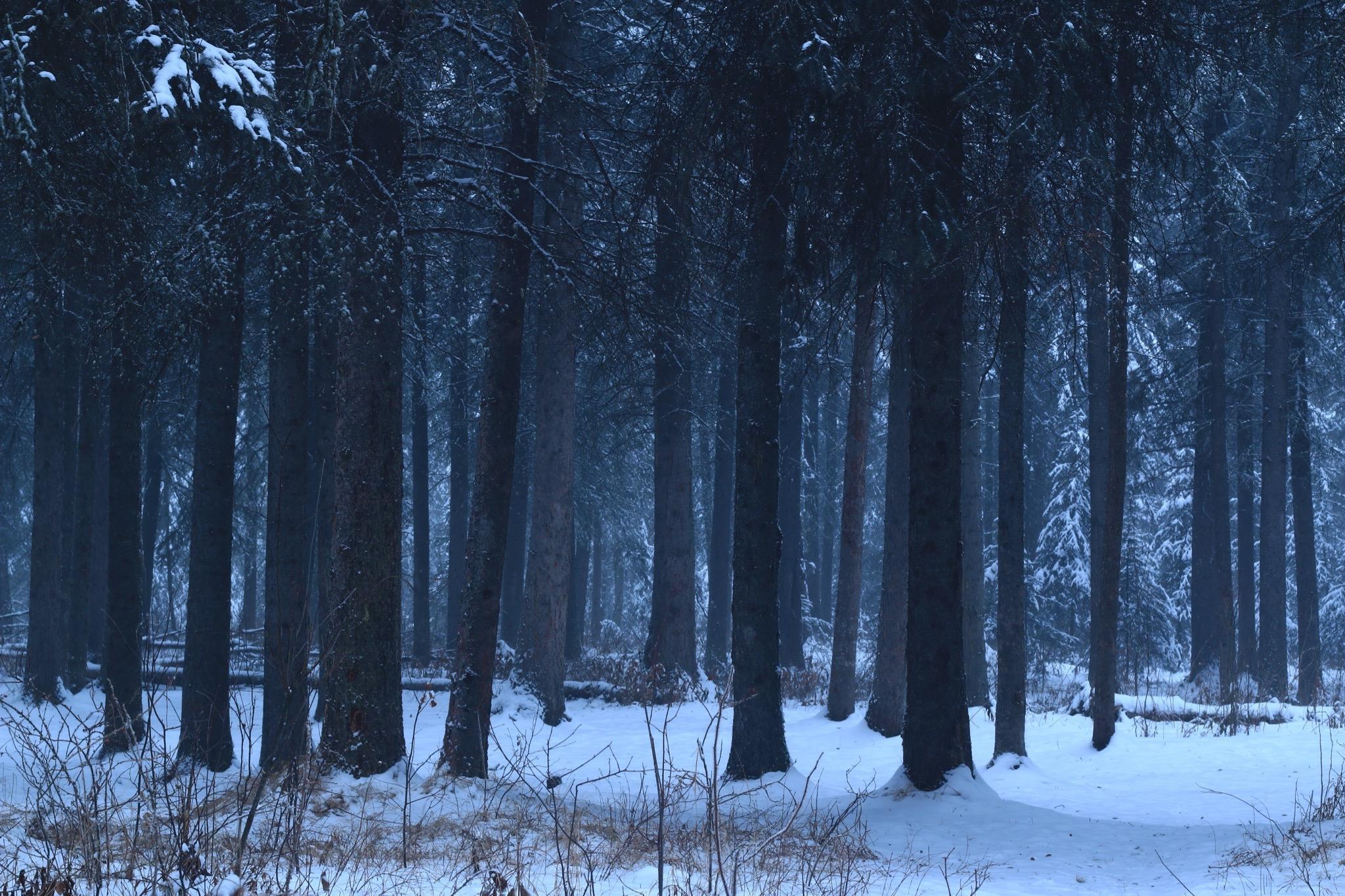 Fish Creek Community Forest