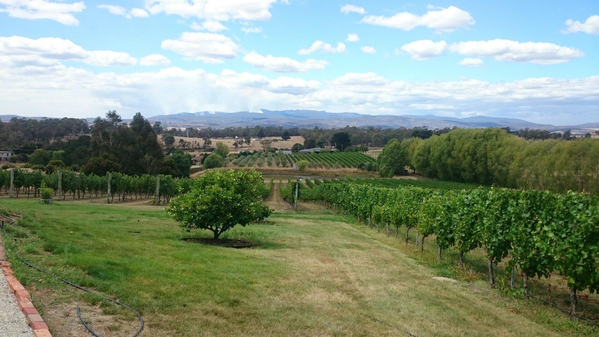 Jinglers Creek Vineyard