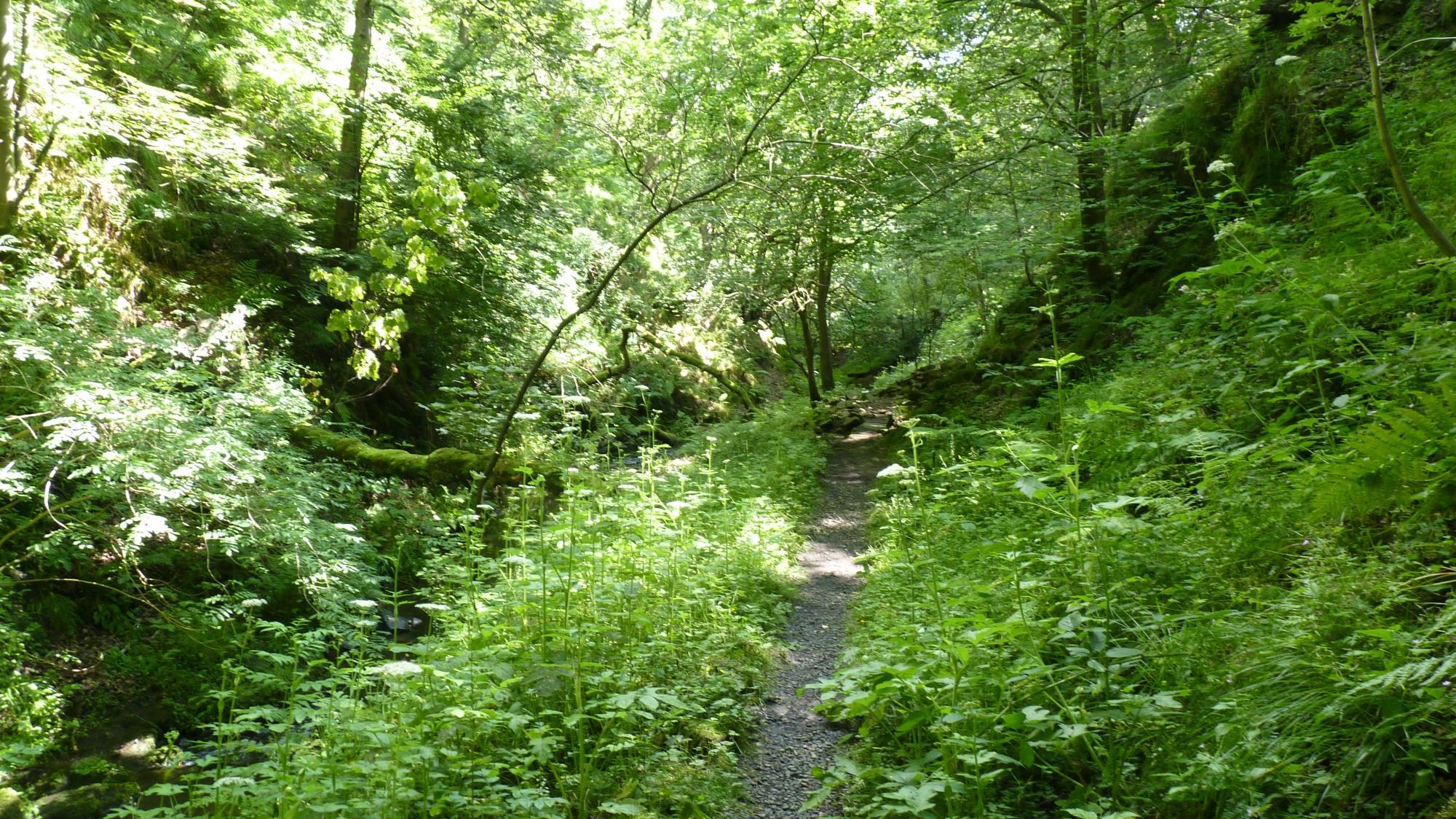 Gorpley Clough Local Nature Reserve