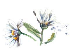 Avani Organic Beauty Spa