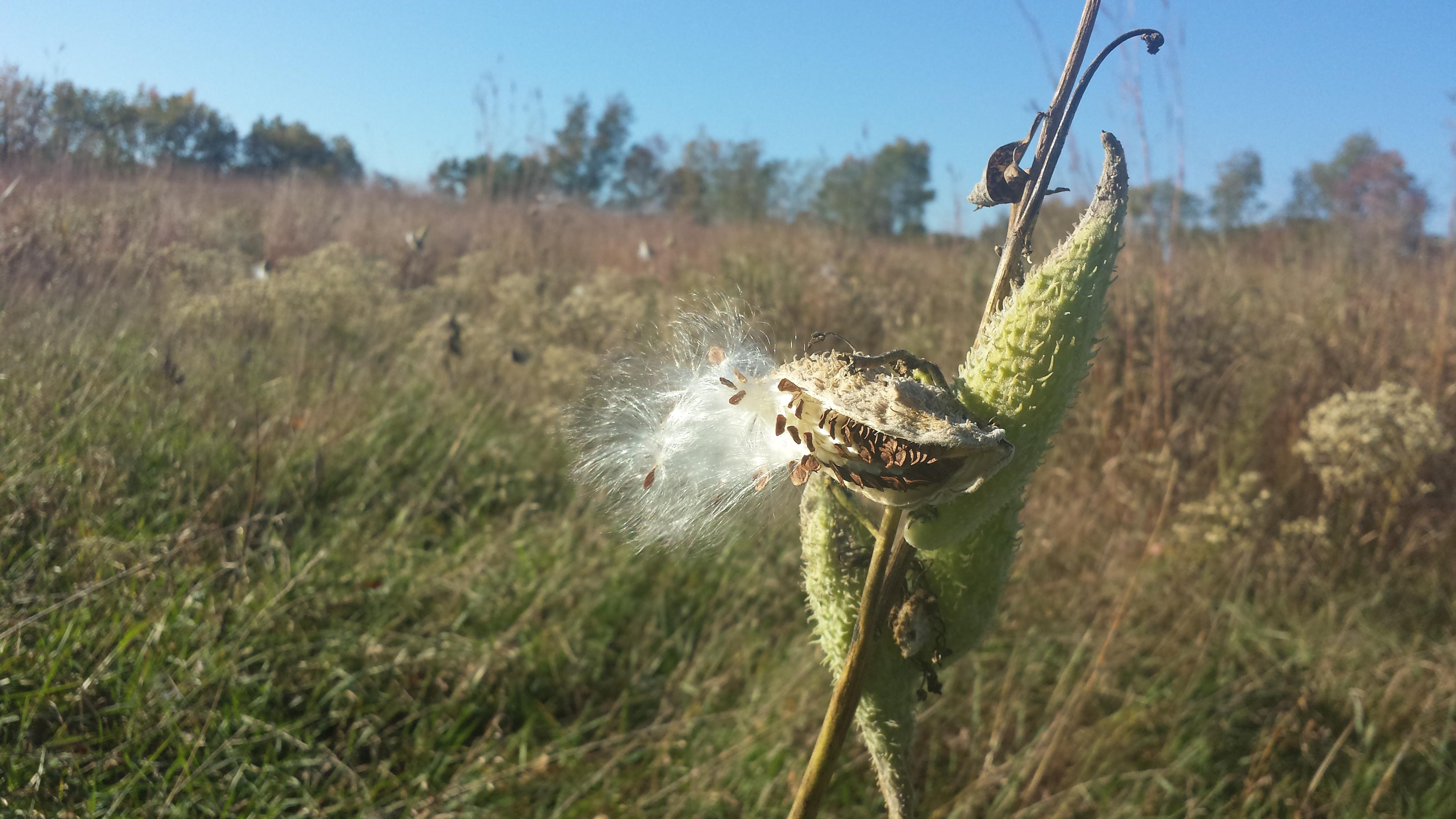 Dahlem - Jackson's Nature Place
