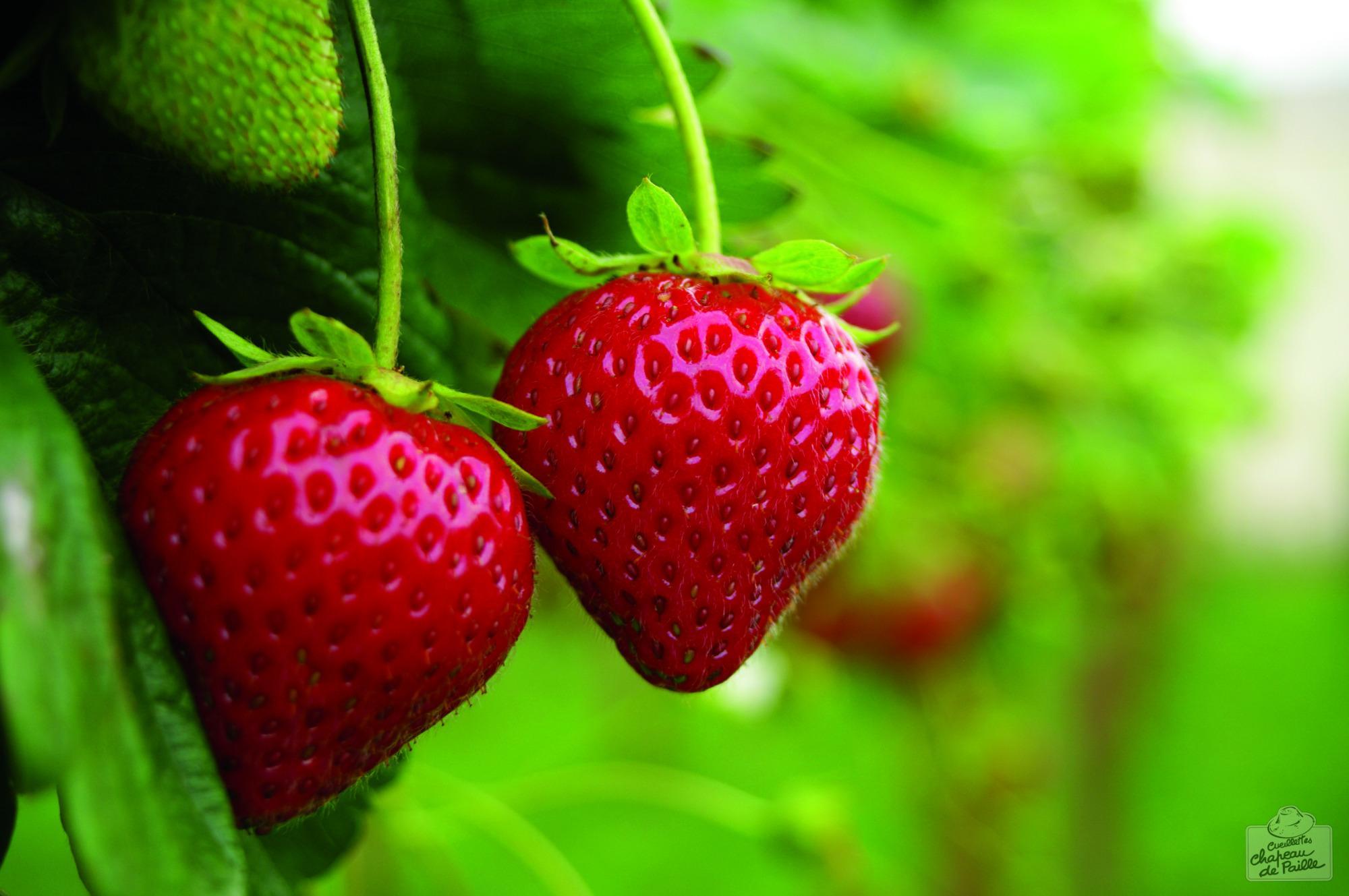 Cueillette de Compans