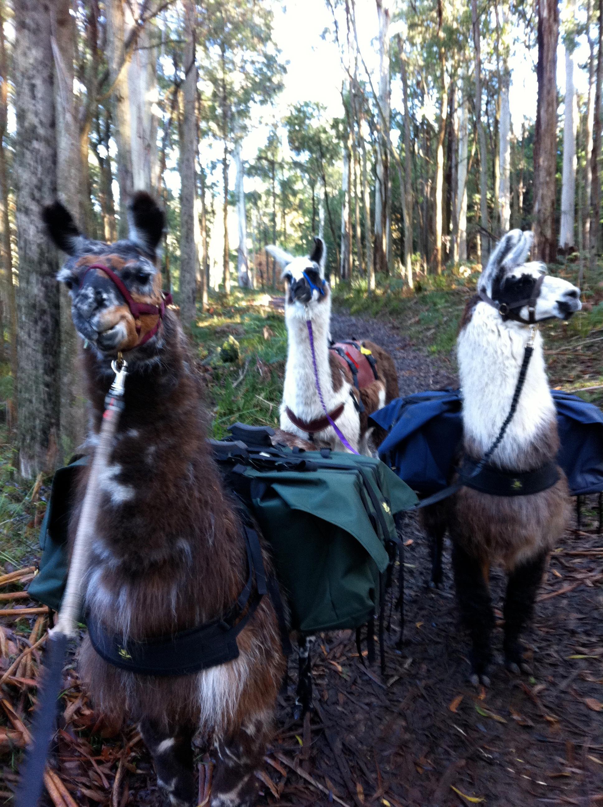 Hanging Rock Llama Treks