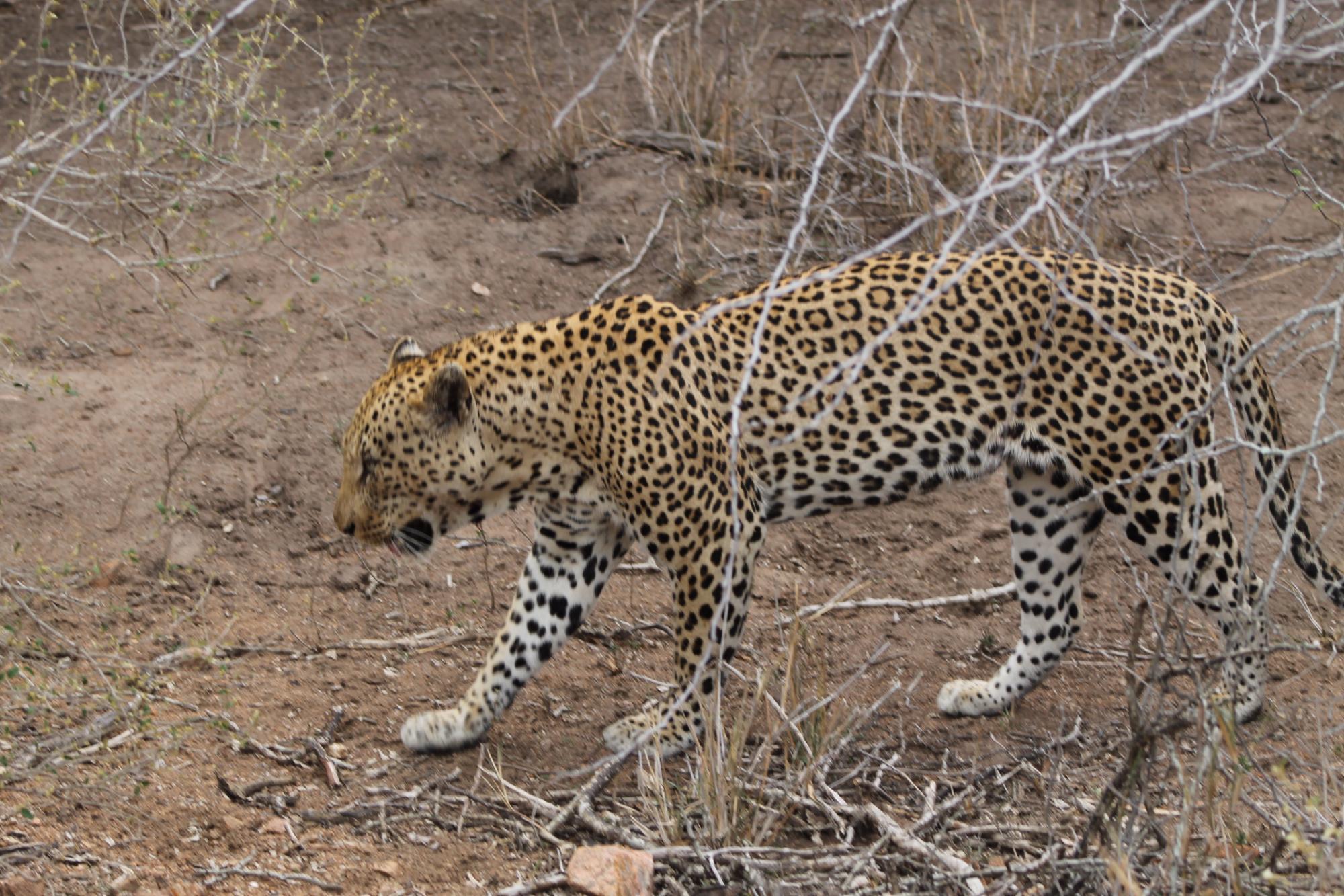 Bono Tours and Safaris