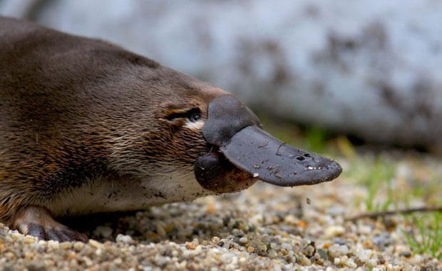 The Platypus Experience