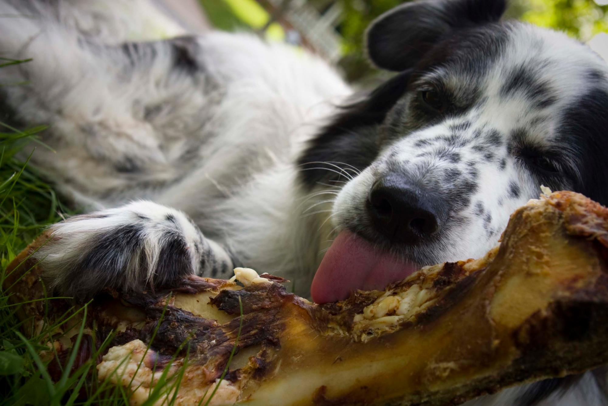 The Dog Door Behavior Center and Outfitters