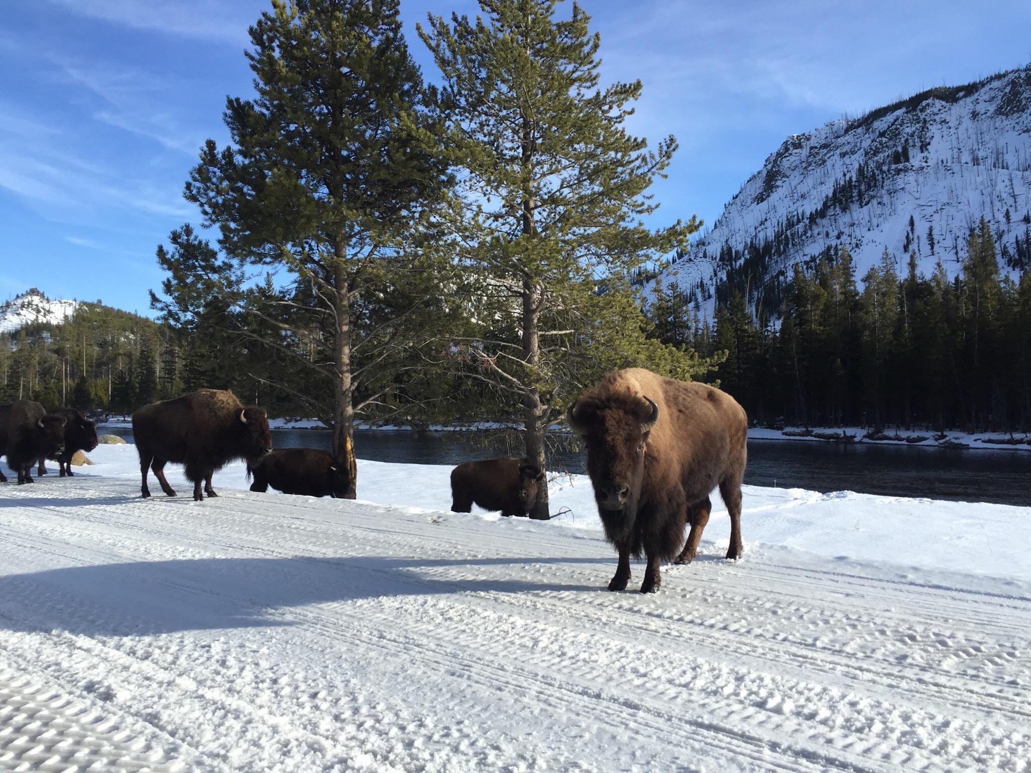 Back Country Adventures