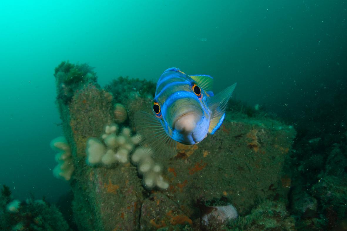 Cornish Diving Centre
