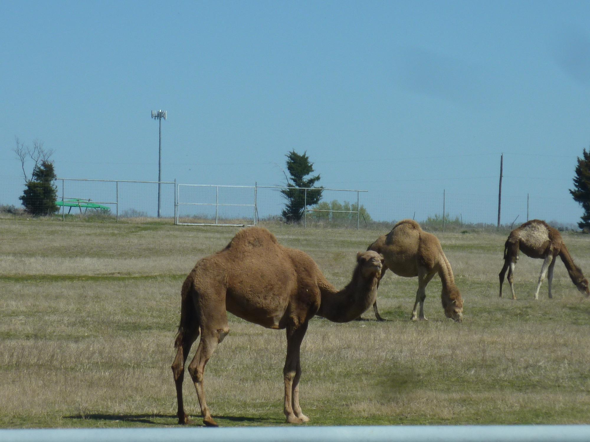 Sharkarosa Wildlife Ranch