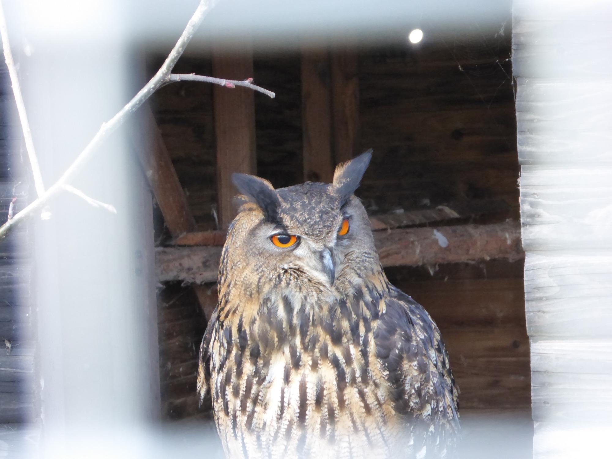 Het Kakelend Kippenmuseum