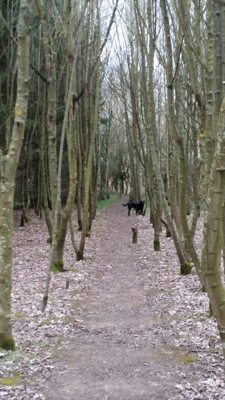 Fosse Meadows Nature Area