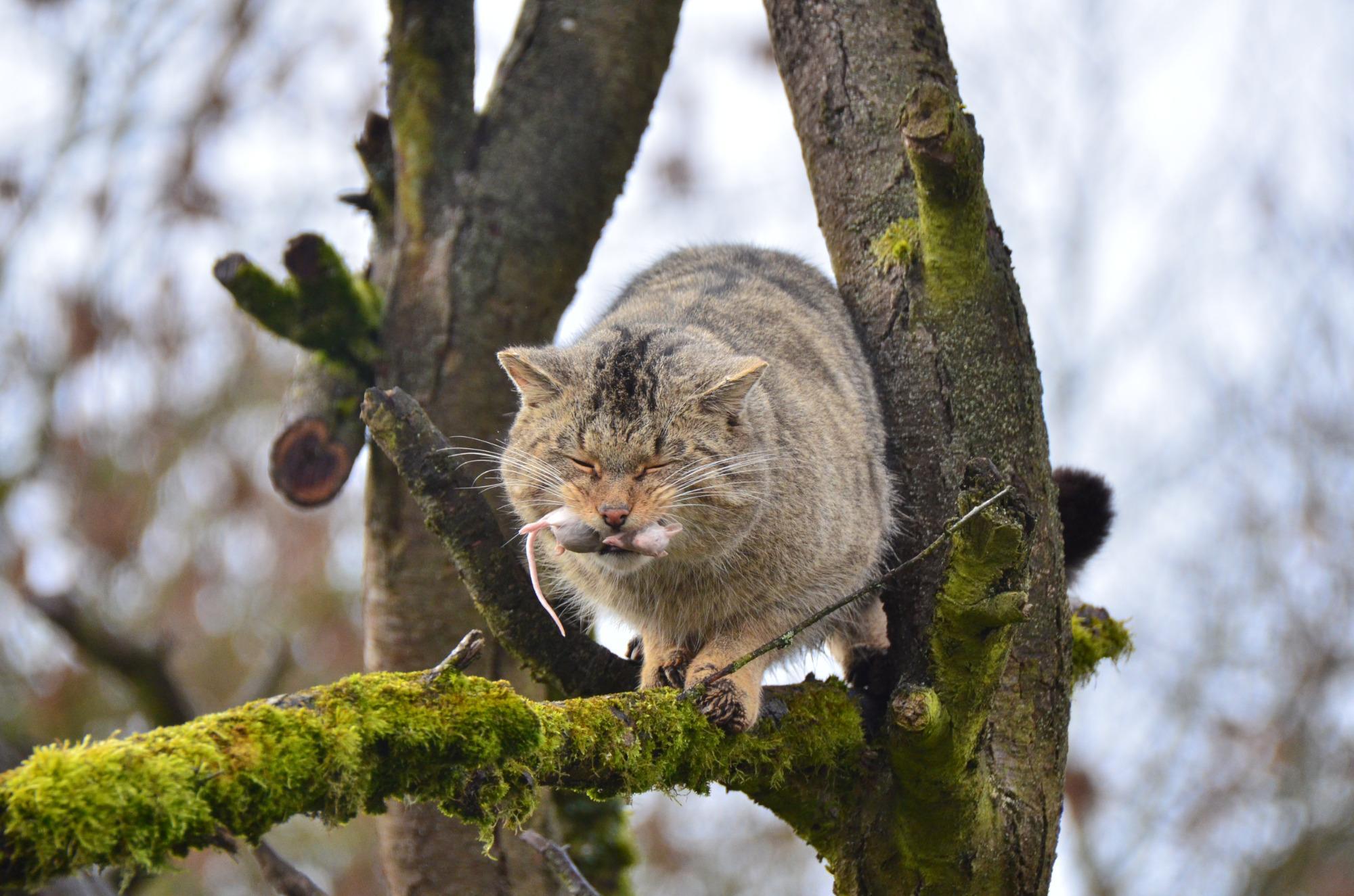 Wildkatzendorf Hütscheroda