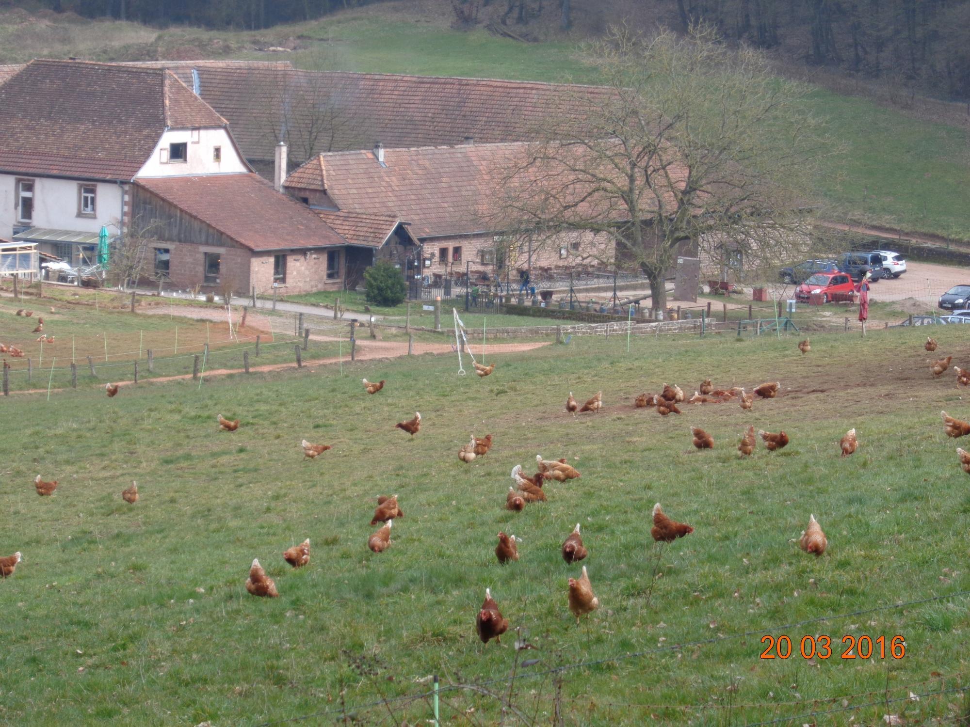 Bio-Gasthof Bärenbrunnerhof