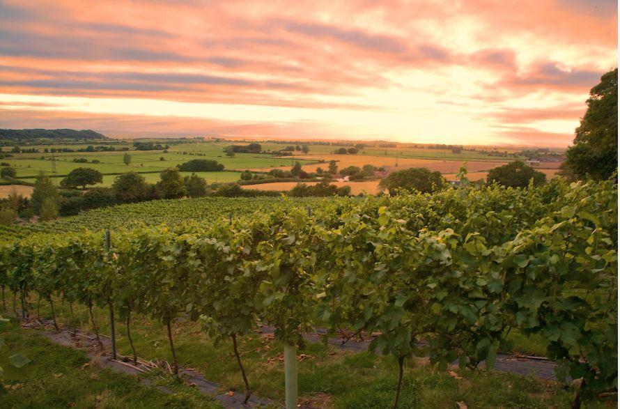 Smith and Evans Somerset Wine