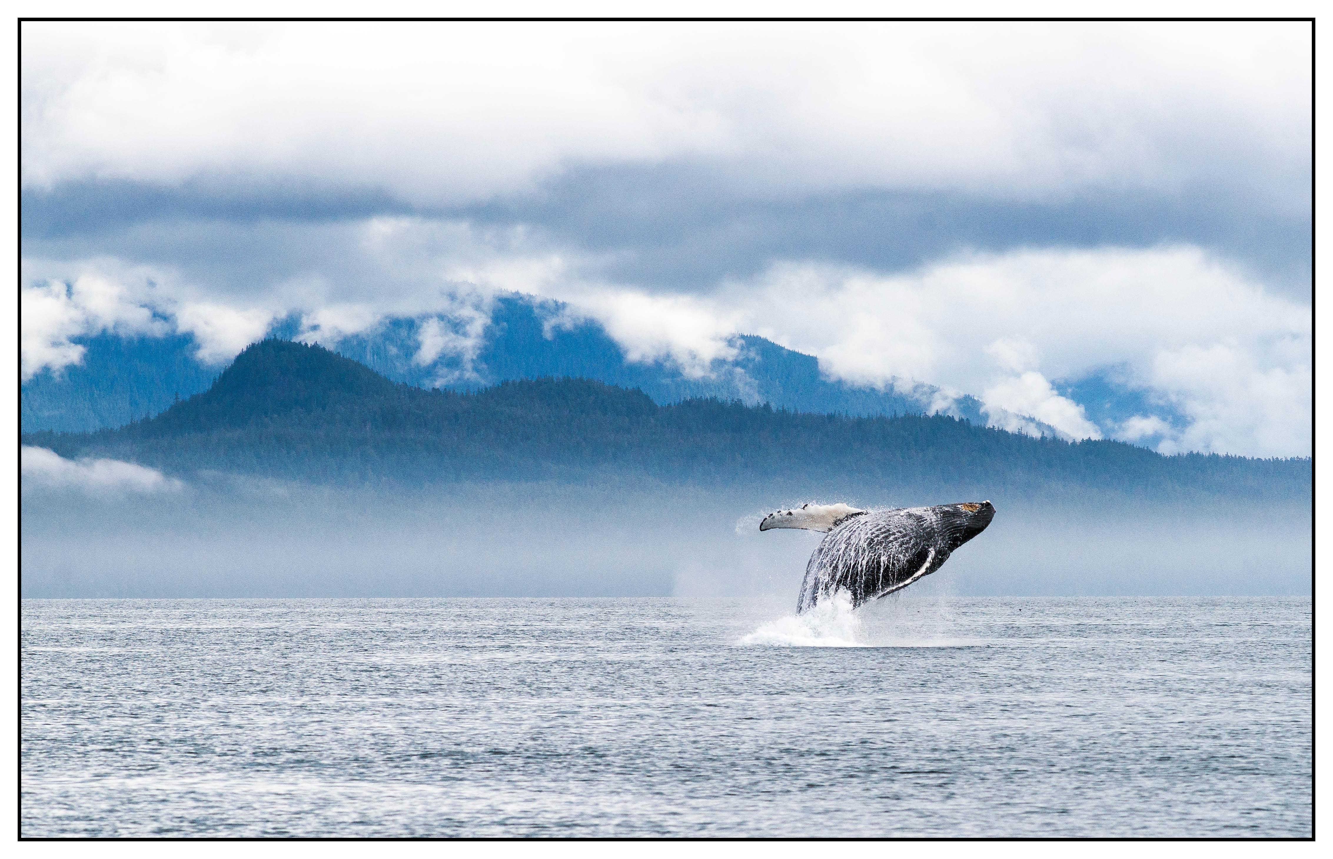 Wild Alaska Charters