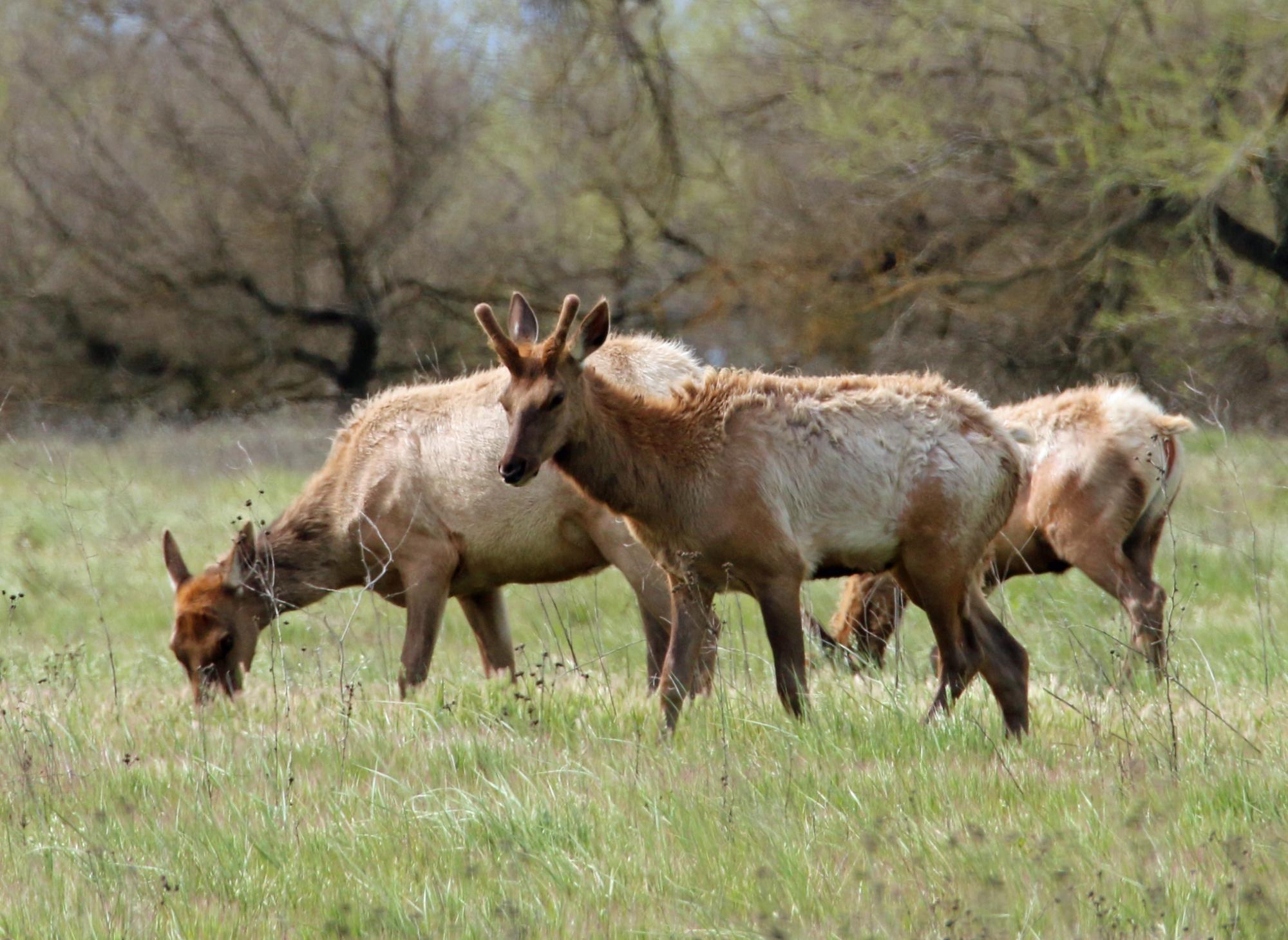 San Luis National Wildlife Refuge