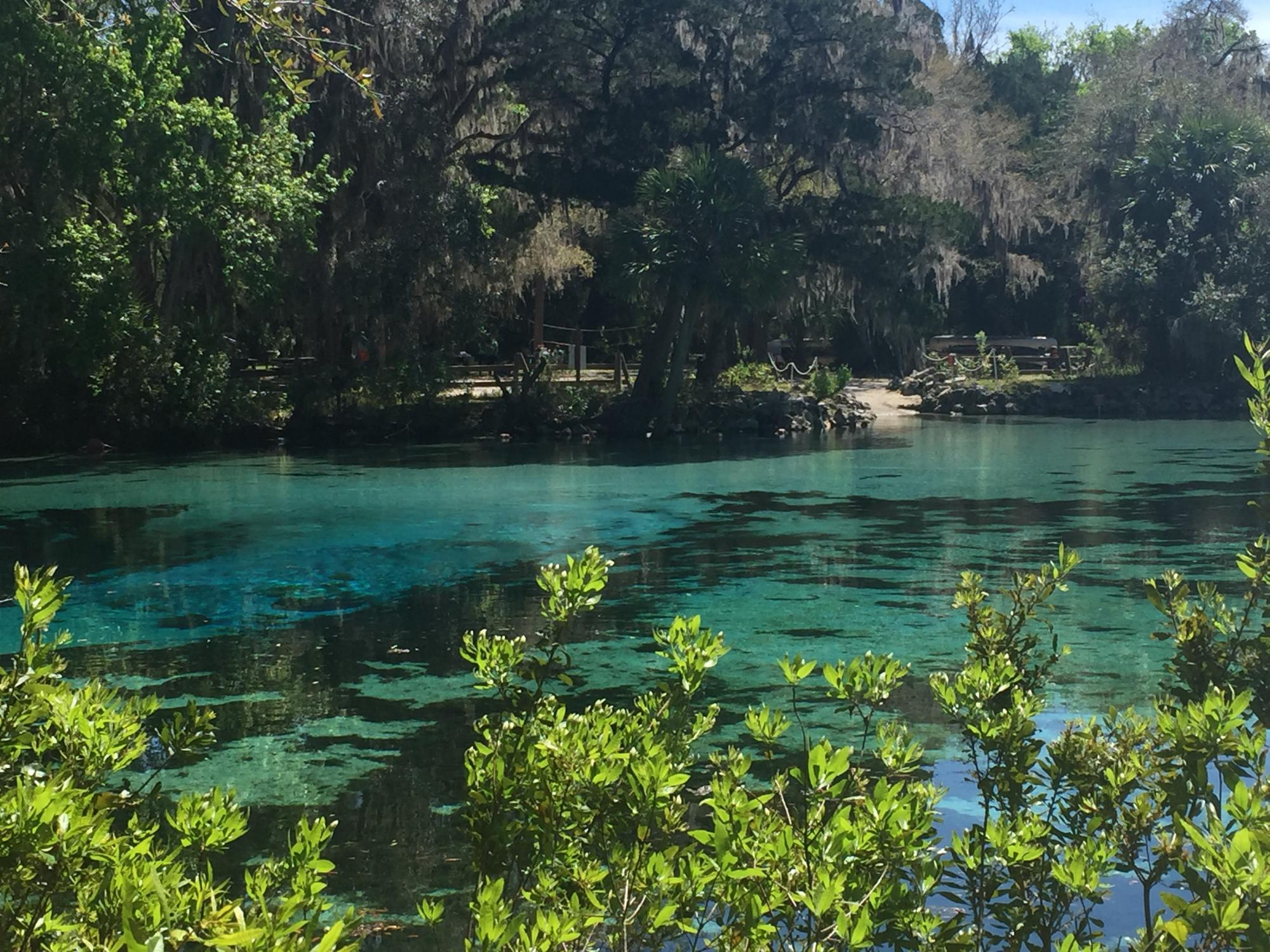 Salt Springs Recreation Area